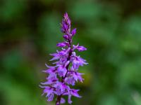 Blütenrispe an langstieliger Knabenkraut Orchidee